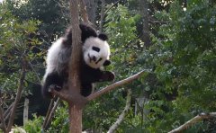 儿童故事：熊猫村长的责任赏析（大道理）